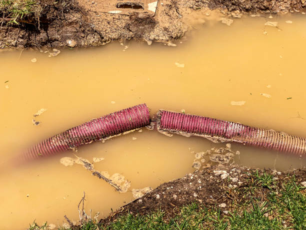 Best Flood restoration services  in Chelsea, MI